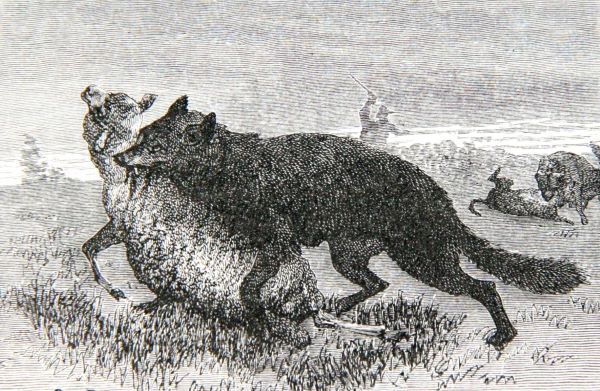 Loup emportant un mouton, les Mammifères, Louis Figuier, 1873