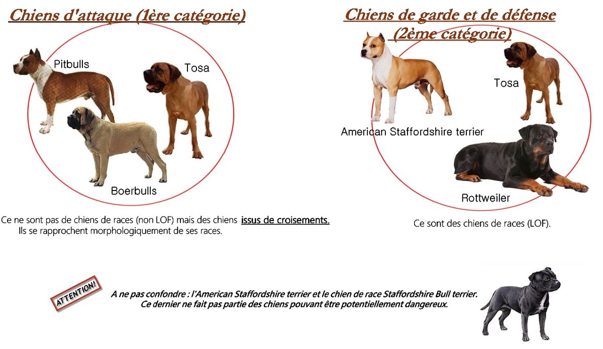 categories_de_chiens_dangereux.jpg