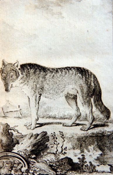 Le loup, gravure extraite de l'histoire naturelle de Buffon, T.14, 1764